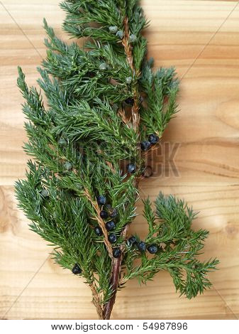 Juniper with berries
