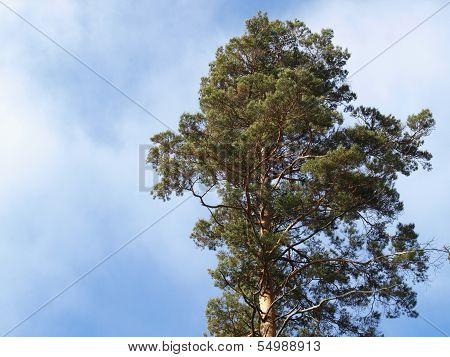 Scots pine tree
