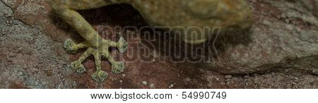 Foot Of Fan Toed Gecko
