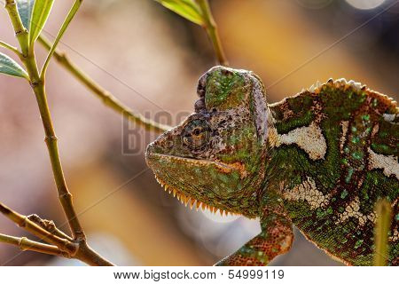 Chamaeleo Calyptratus