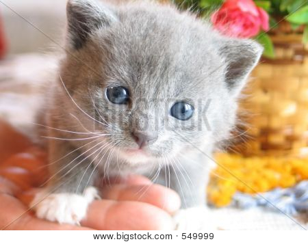 Котенок