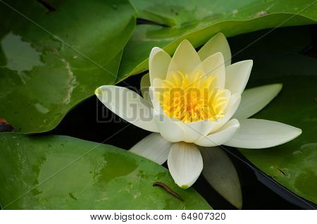 Water Lily's Bud In The Pond Among Freen Leaves
