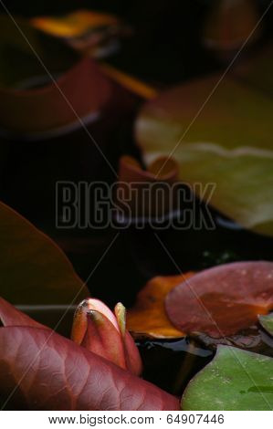 Water Lily's Bud In The Pond Among Freen Leaves