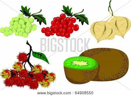 Fruits Illustration.eps
