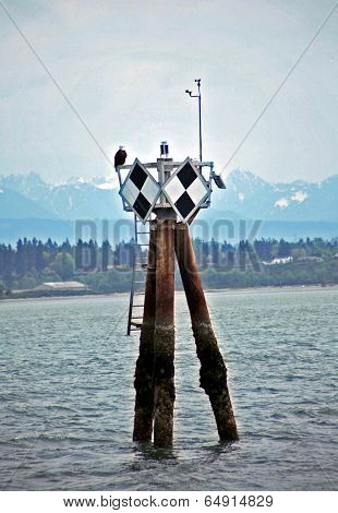 Bald Eagle on Perch