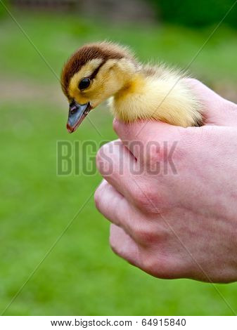 Chicken In Hands