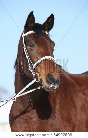 Beautiful Brown Warmblood With White Bridle In Winter