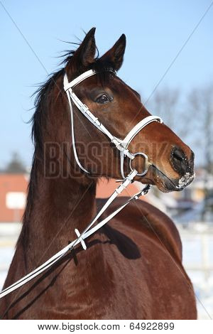 Beautiful Brown Warmblood With White Bridle In Winter