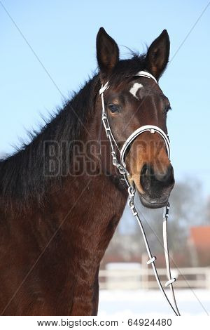 Beautiful Brown Warmblood With White Bridle In Winter