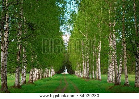 birchwood