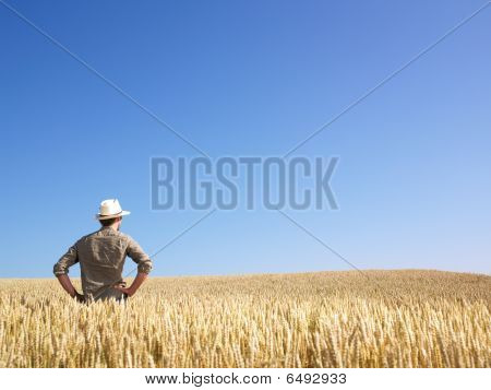 Buğday alan adam