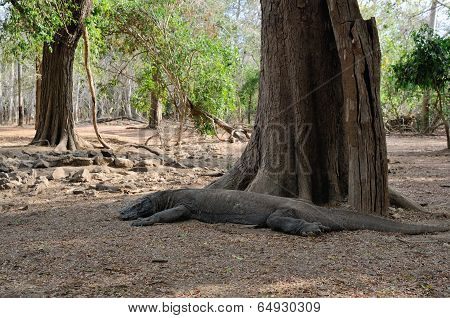 Meditating Komodo Dragon