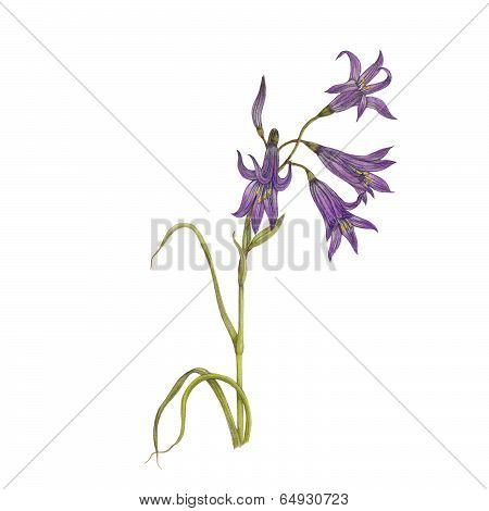 Bluebell flower