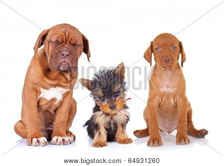 three adorable sleepy puppies sitting on white background. french mastiff, yorkshire terrier and viszla purebred dogs