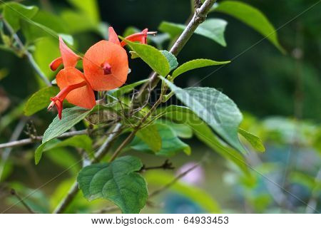 Holmskioldia Sanguinea Orange Flower Like Chinese Hat