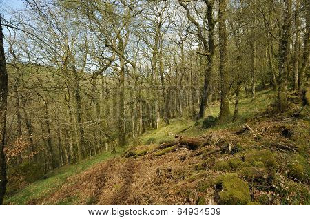 West Hollowcombe Beech Wood