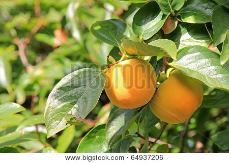 Persimmon tree with fruit in the orchard