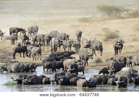 Buffalo herd