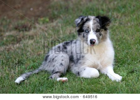Bordercollie pentu