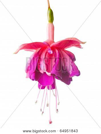 Blossoming Lilac A Fuchsia, Isolated On White Background, `rocket Fire`