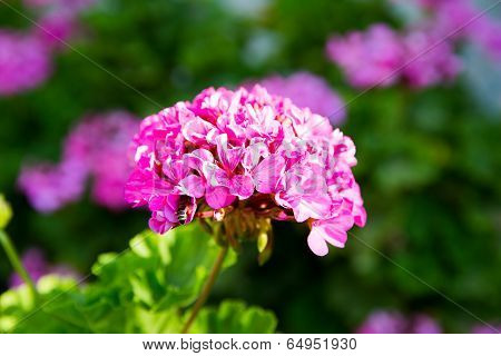 Pink Flowers In Kavros Village,crete,greece.
