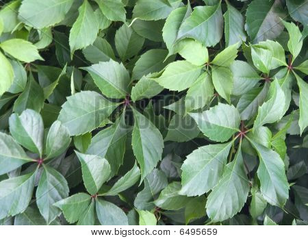 Ivy Textur