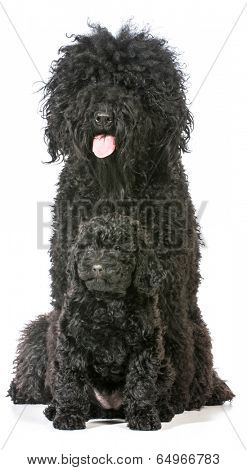 barbet mother and puppy isolated on white