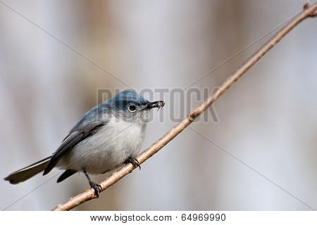 Blue-gray Gnatcatcher