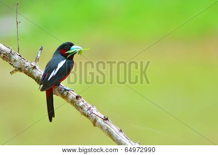 Black And Red Bird