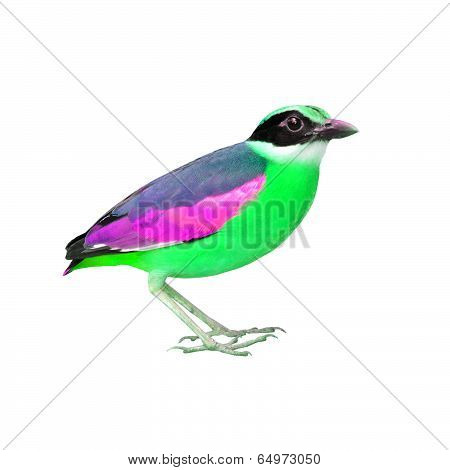Colorful Bird