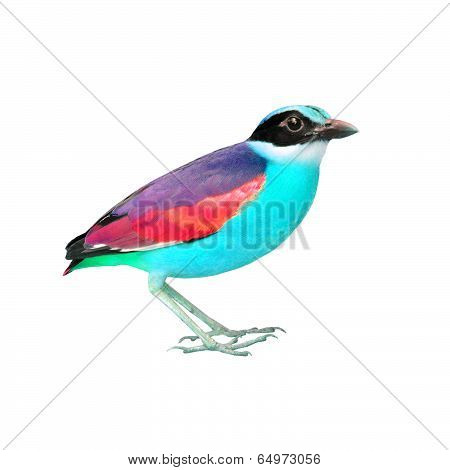 Colorful Bird