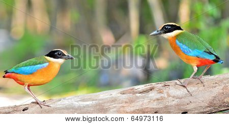 Blue Winged Pitta Bird