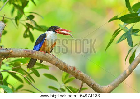 Black-capped Kingfisher Bird