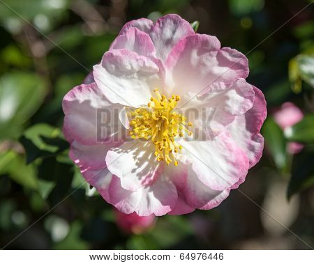 Camellia Sasanqua Wahroonga Flower On The Tree