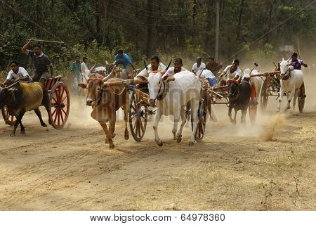 Nagaon Maharashtra India, April 30:Traditional Bullock cart race