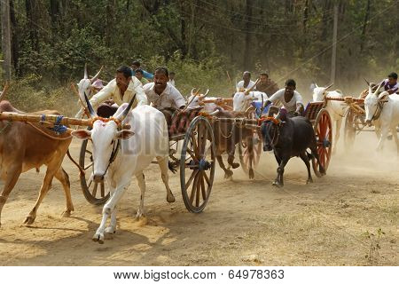 Nagaon Maharashtra India, April 30:Traditional Bullock cart race