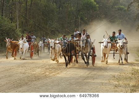 Nagaon Maharashtra India, April 30:Traditional Bullock cart race