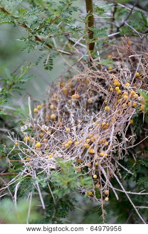 Boxthorn
