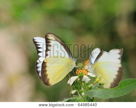 butterflies, Appias lyncida eleonora