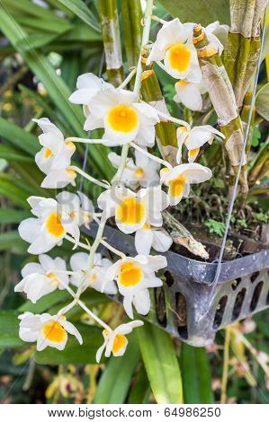 Yellow Orchid, Dendrobium Farmeri Paxton.