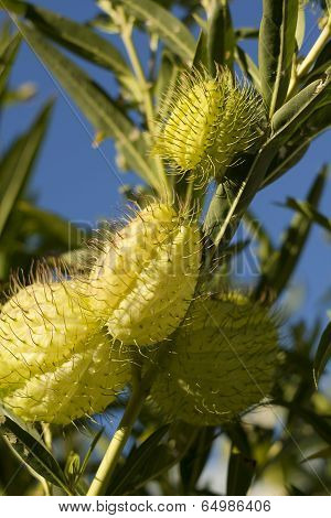 Swan plant seed pods