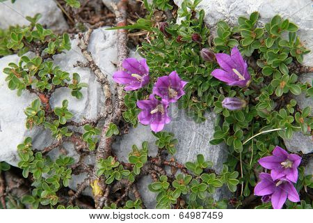 Mountain pink flowers