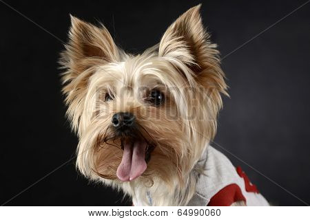 yorkshire terrier enjoy photo shoot in studio