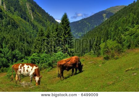 Grøn Upland eng