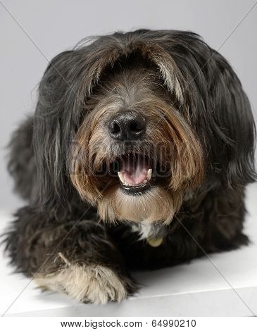 Mixed breed dog relaxing in a white studio
