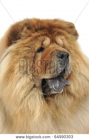chow chow portrait in a white photo studio