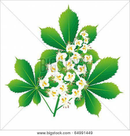 Horse Chestnut Flower Isolated Object