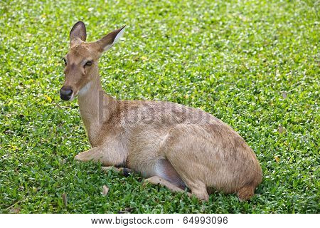 close - up Eld s Deer in wild nature