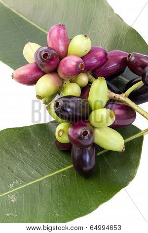 Jambolan Plum Vertical