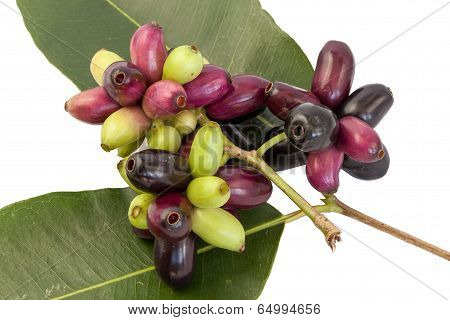Jambolan Plum